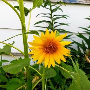 Meet your Posher, Lou's